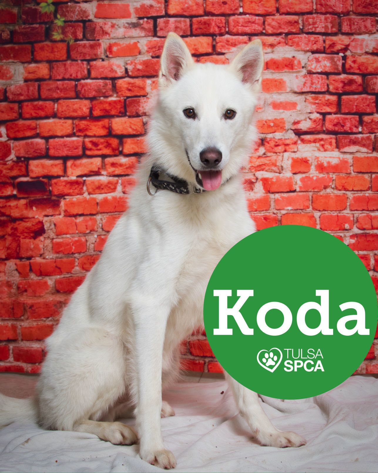 Koda